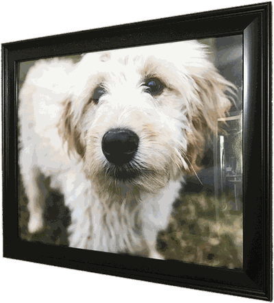 Framed portrait of Charlie's dog